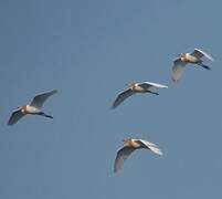 Eastern Cattle Egret