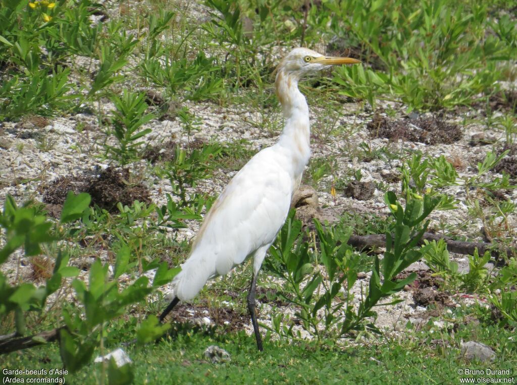 Eastern Cattle Egret, identification, Behaviour