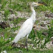 Eastern Cattle Egret