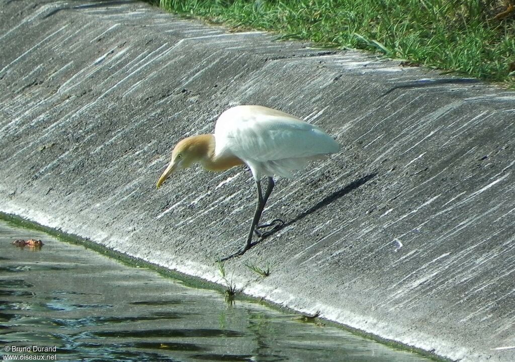 Eastern Cattle Egretadult breeding, Behaviour