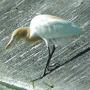 Eastern Cattle Egret