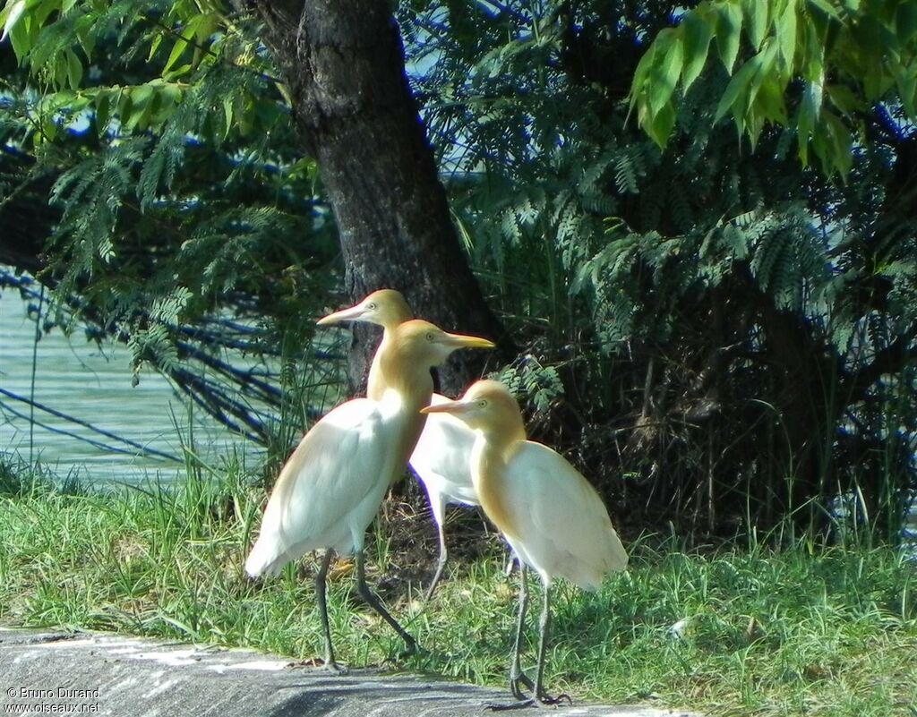 Eastern Cattle Egretadult breeding, Behaviour