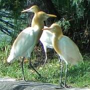 Eastern Cattle Egret