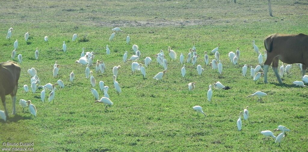 Eastern Cattle Egret, Behaviour