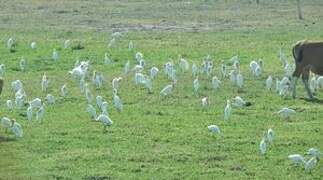 Eastern Cattle Egret