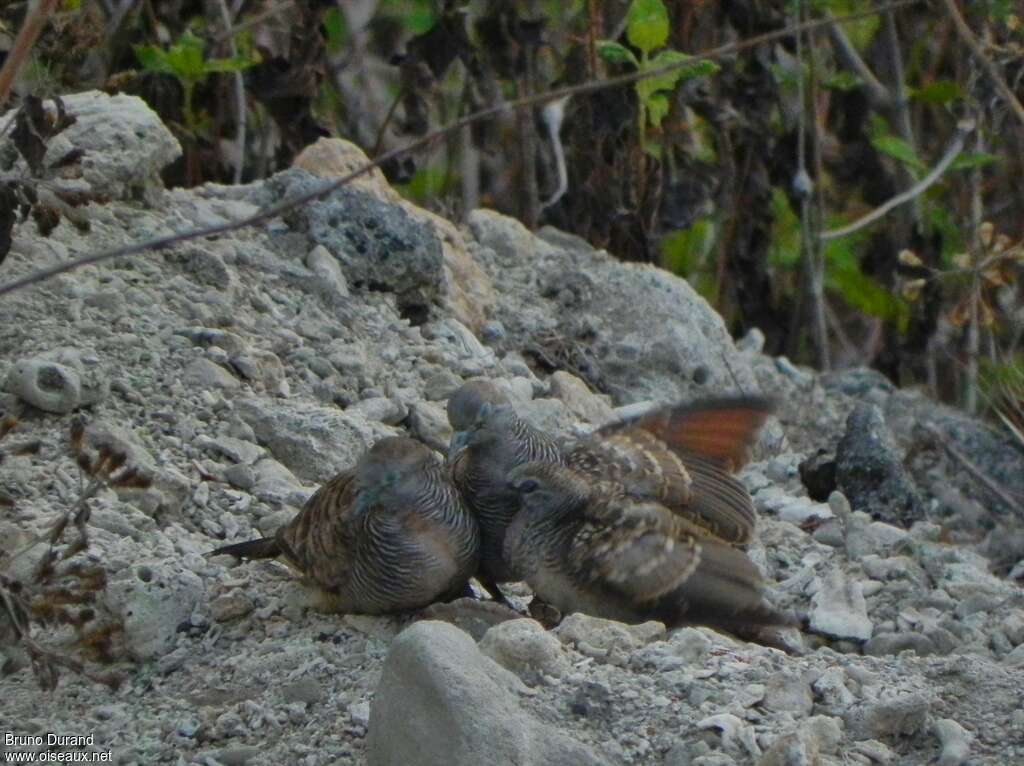 Zebra Dove, Behaviour