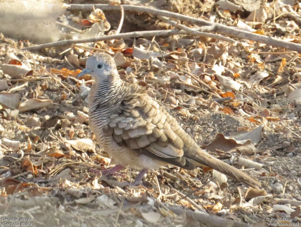 Géopélie zébrée, identification