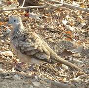 Zebra Dove