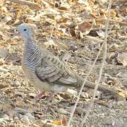 Zebra Dove