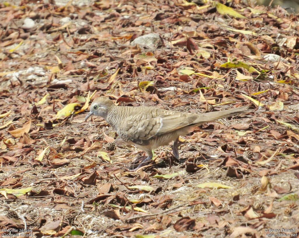 Géopélie zébrée, identification