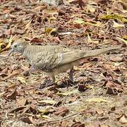 Zebra Dove