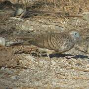 Zebra Dove