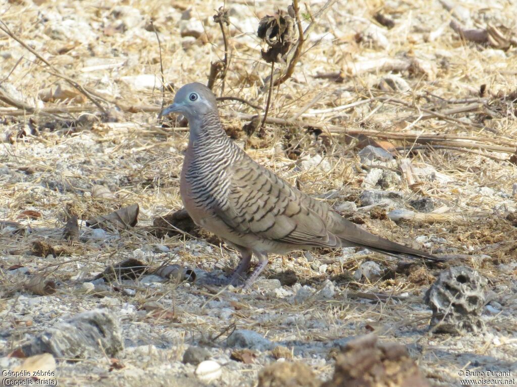 Géopélie zébréeadulte, identification