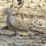 Zebra Dove