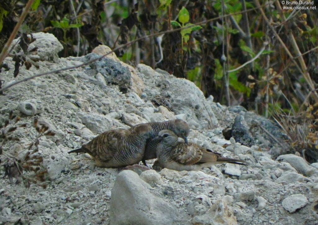 Géopélie zébrée , identification, Comportement