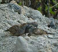 Zebra Dove