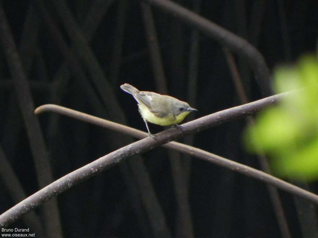 Golden-bellied Gerygoneadult