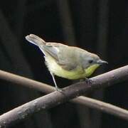 Golden-bellied Gerygone