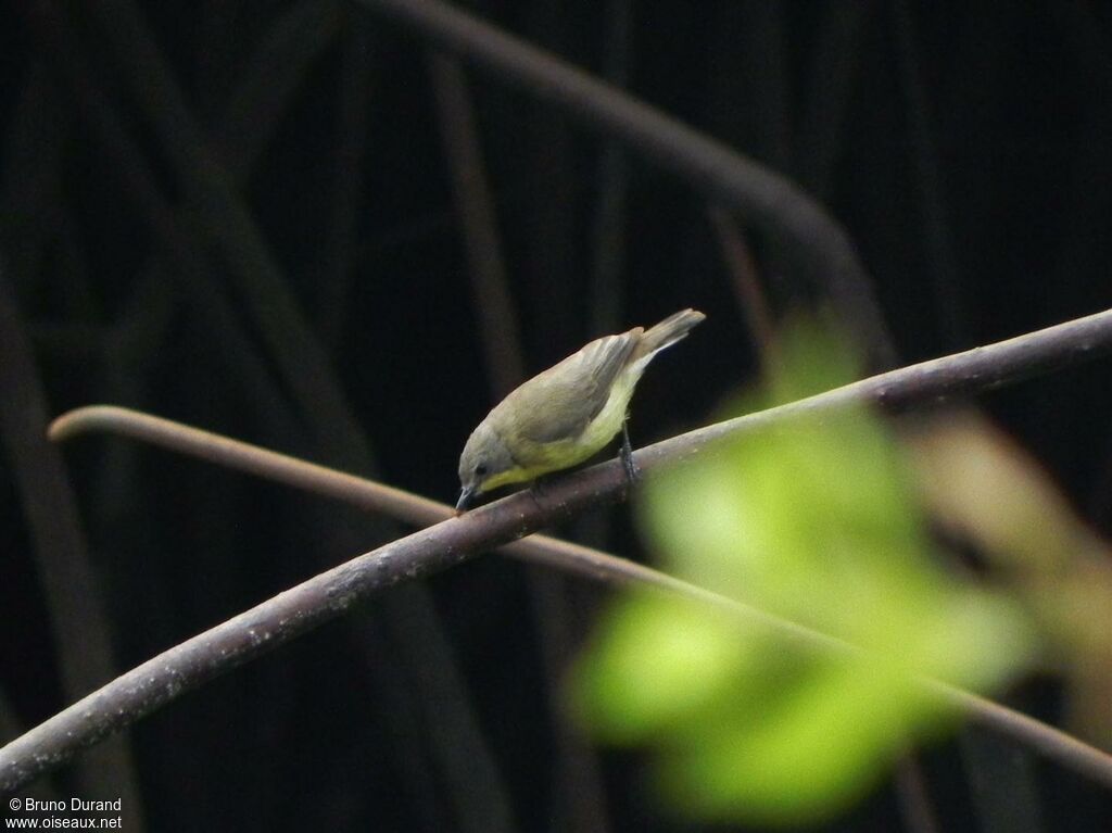 Golden-bellied Gerygone