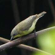 Golden-bellied Gerygone