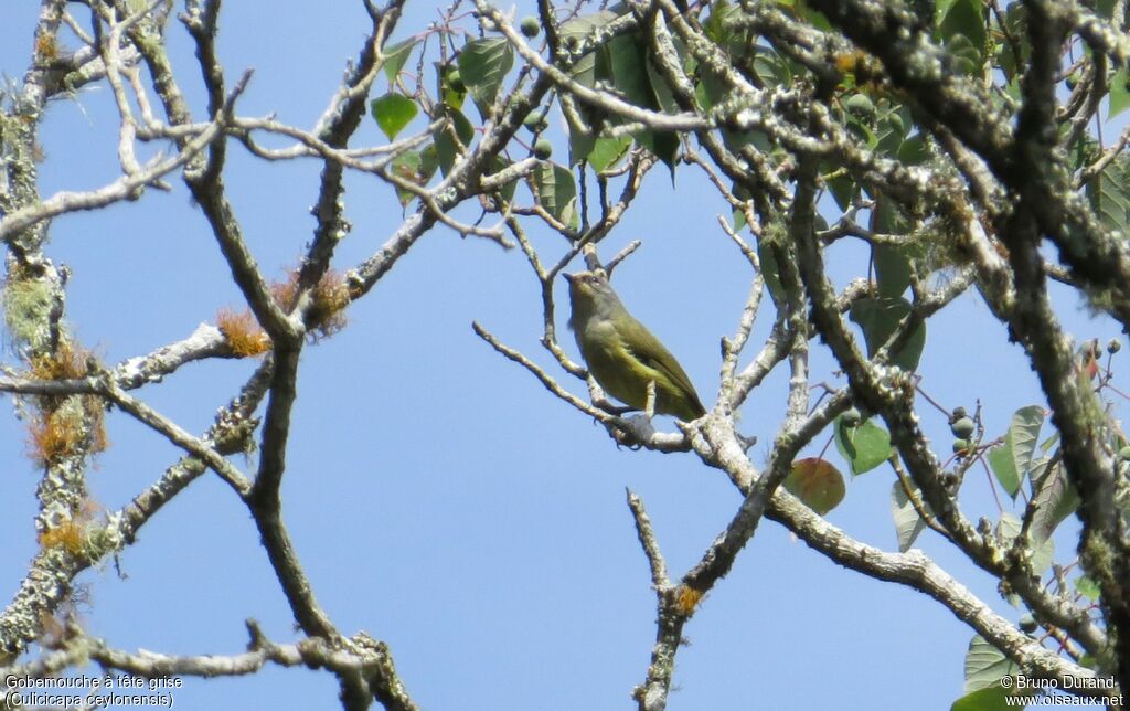 Grey-headed Canary-flycatcheradult, identification