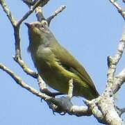 Grey-headed Canary-flycatcher