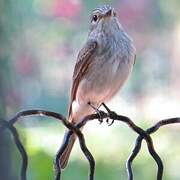 Spotted Flycatcher
