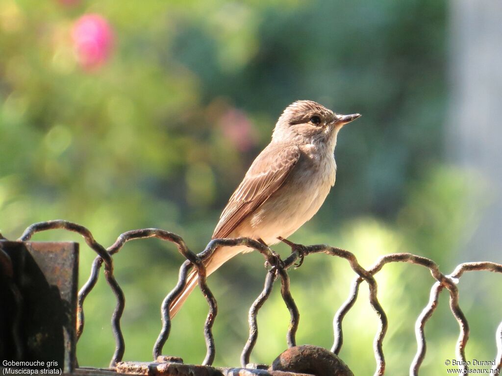 Spotted Flycatcheradult breeding, identification, Behaviour