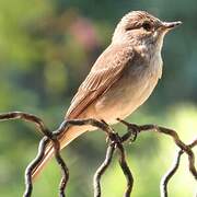 Spotted Flycatcher