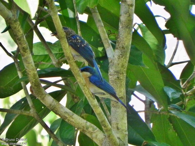 Malaysian Blue Flycatcher female juvenile