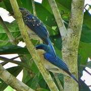 Malaysian Blue Flycatcher