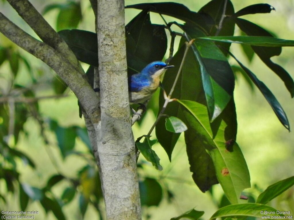 Gobemouche malaisadulte, identification