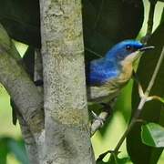 Malaysian Blue Flycatcher