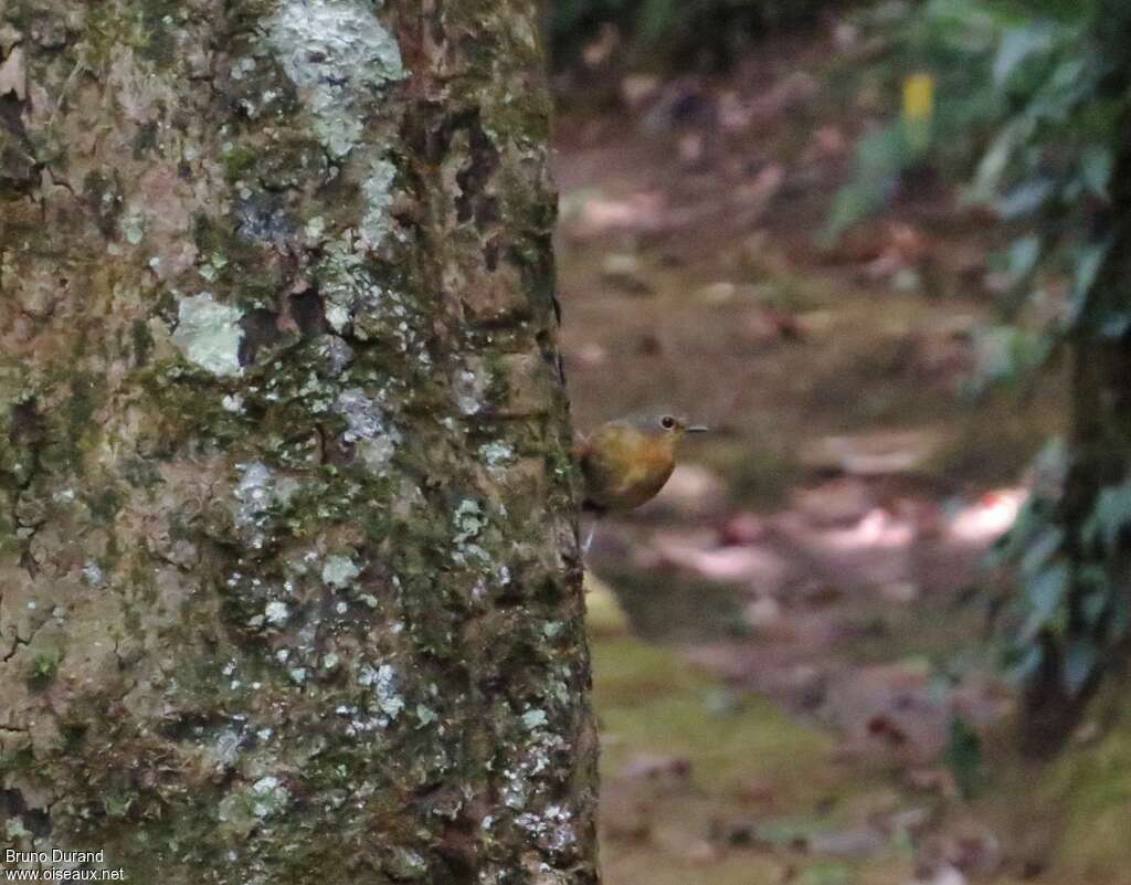 Mugimaki Flycatcher female, close-up portrait