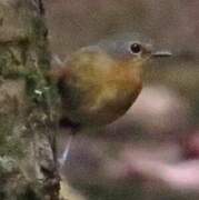 Mugimaki Flycatcher