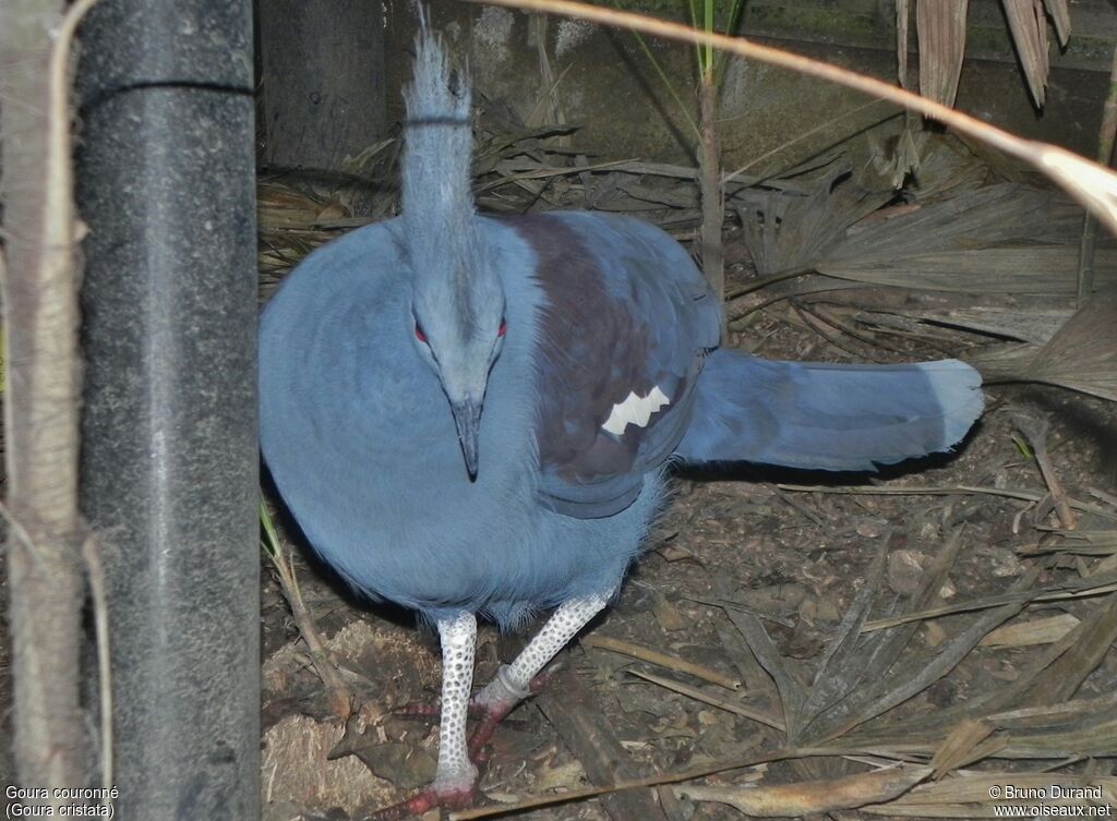 Goura couronné, identification