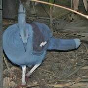 Western Crowned Pigeon