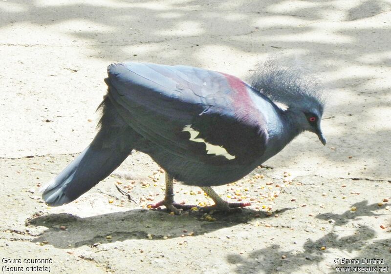 Western Crowned Pigeon, identification