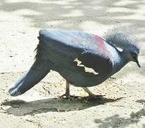 Western Crowned Pigeon