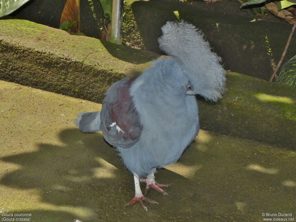 Goura couronnéadulte, identification