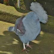 Western Crowned Pigeon