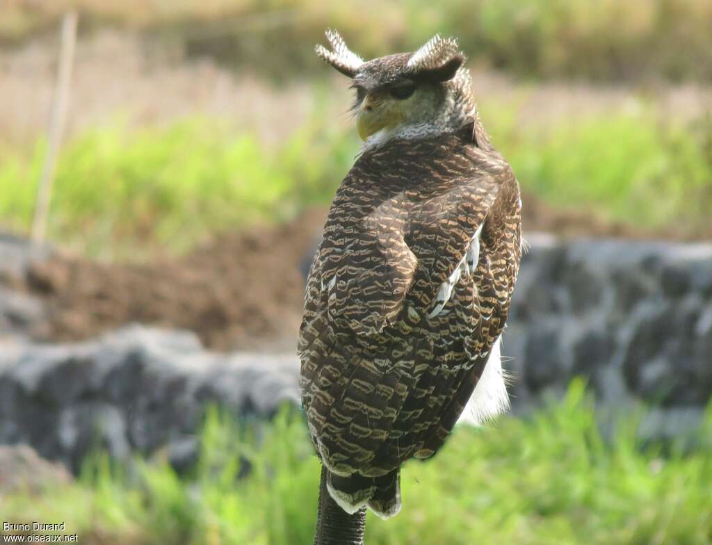 Barred Eagle-Owladult, pigmentation