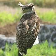 Barred Eagle-Owl