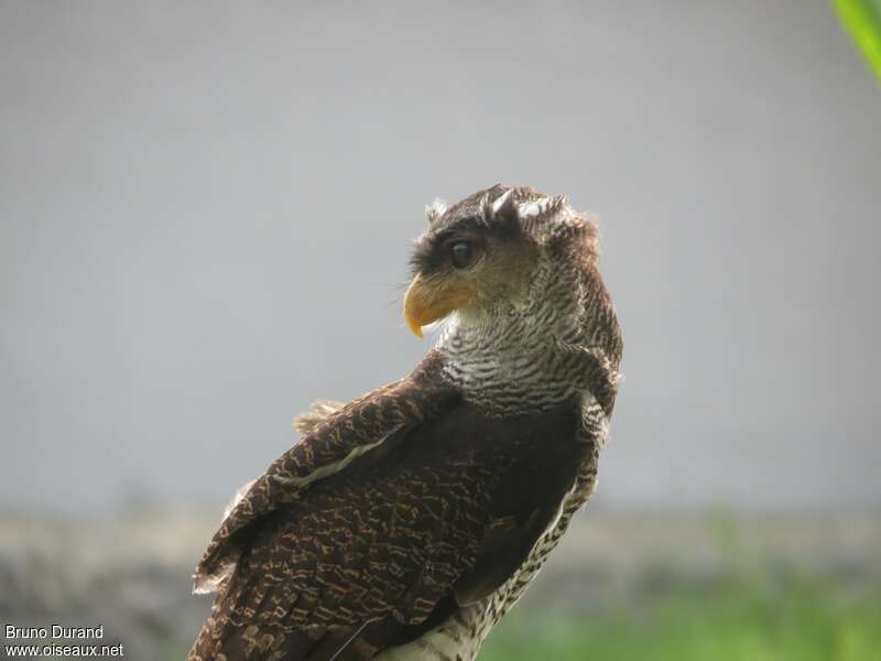 Barred Eagle-Owladult, identification
