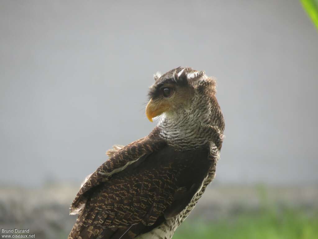 Barred Eagle-Owladult, identification