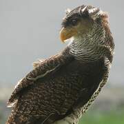 Barred Eagle-Owl