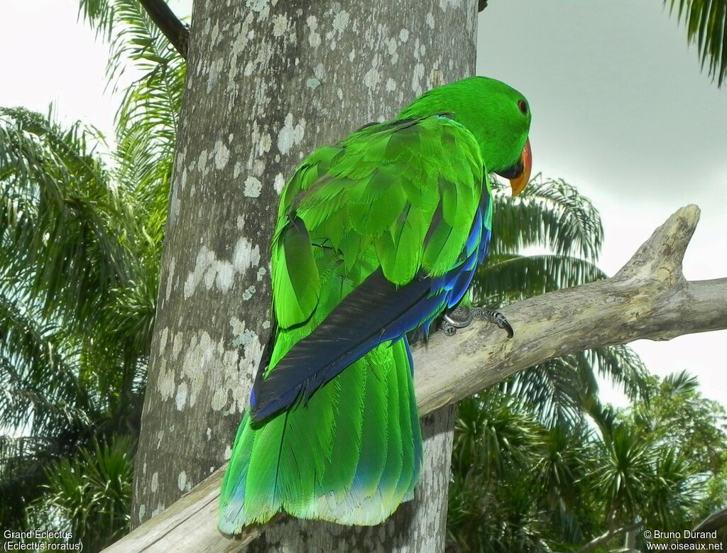 Eclectus Parrotadult, identification