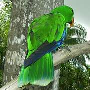 Moluccan Eclectus