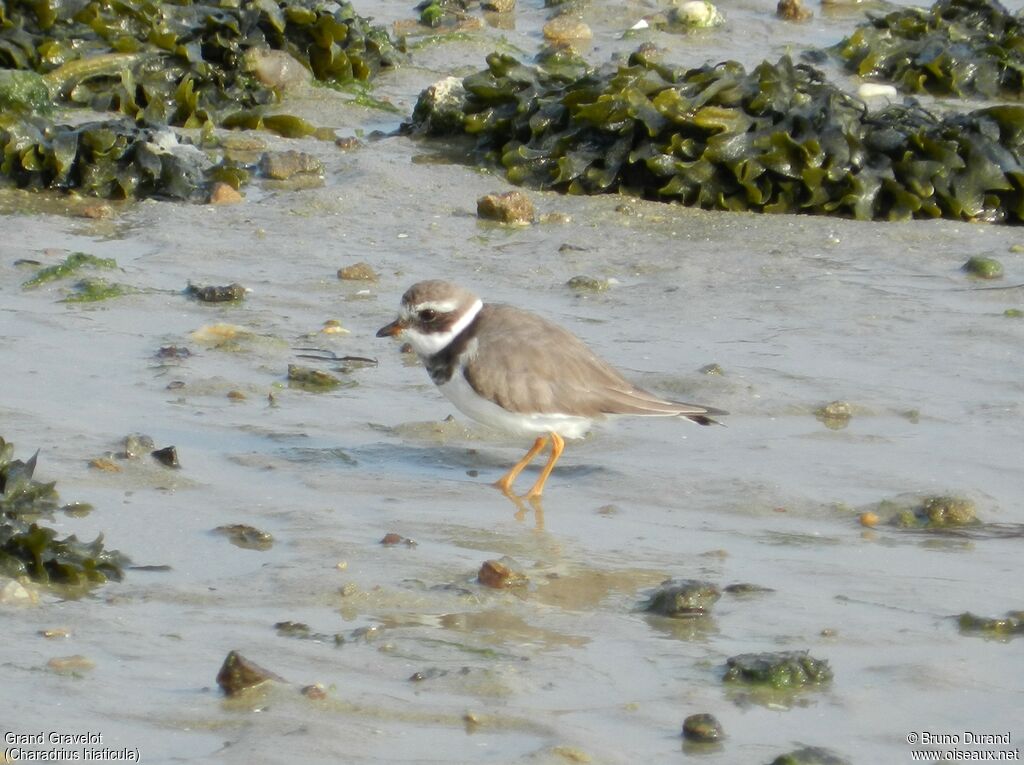 Common Ringed Ploveradult breeding, identification