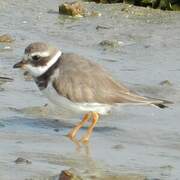 Common Ringed Plover